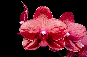 Phal Huar Jih Fancy 'Red Bird' HCC 79 pts.